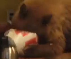 Niedźwiedź wtargnął do domu, usiadł na stole i pożarł kubełek z KFC
