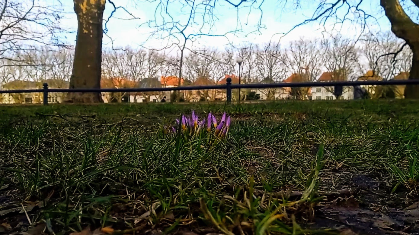 Pierwsze krokusy na Jasnych Błoniach w Szczecinie