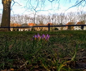 Pierwsze krokusy na Jasnych Błoniach w Szczecinie