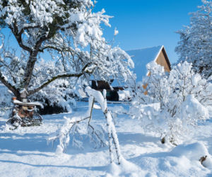 5 kluczowych prac ogrodnika w styczniu: co musisz zrobić?