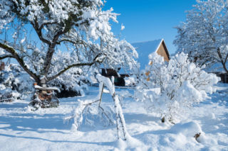 Kalendarz ogrodnika na styczeń: 5 kluczowych zadań, których pominąć nie można