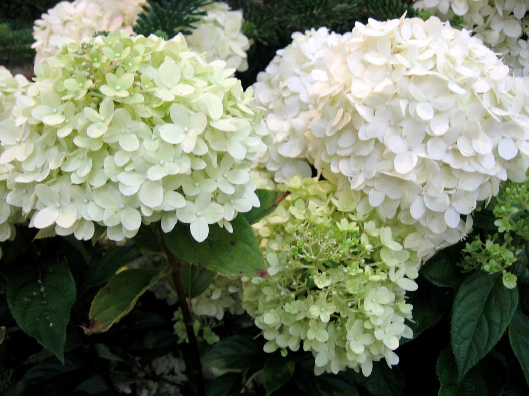 Hortensja bukietowa 'Limelight' 