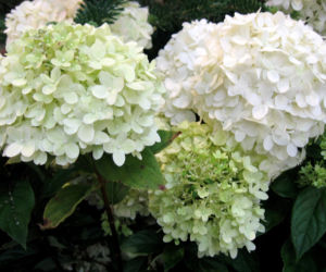 Hortensja bukietowa 'Limelight' 