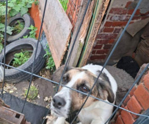 Trzymał zwierzęta w wychodku. W tym niewyobrażalnym smrodzie suczka ze szczeniakami miała zrobione legowisko