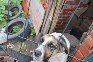 Trzymał zwierzęta w wychodku. W tym niewyobrażalnym smrodzie suczka ze szczeniakami miała zrobione legowisko