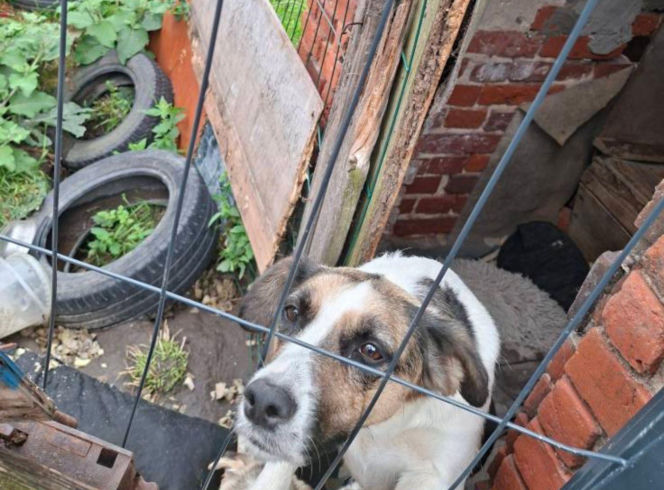 Trzymał zwierzęta w wychodku. "W tym niewyobrażalnym smrodzie suczka ze szczeniakami miała zrobione legowisko"