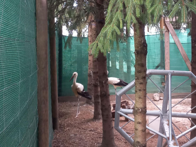 Dniami i nocami ratują dzikie zwierzęta. Niezwykłe miejsce w Spytkówkach w powiecie kościańskim