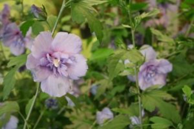 Hibiskus słabo rośnie