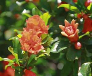 Granatowiec właściwy