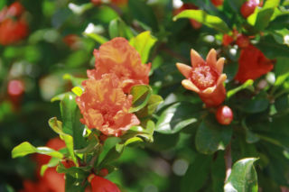 Nie wyrzucaj tych pestek. W marcu możesz wyhodować z nich egzotyczne drzewko