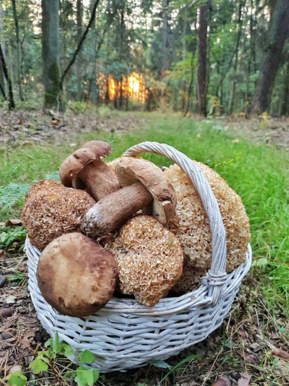 Grzyby znów w lasach