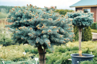 Iglaki szczepione na pniu - jakie gatunki iglaków nadają się na formy pienne? Zastosowanie iglaków na pniu