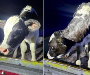 Szokujący incydent na drodze. Z dostawczaka wypadło cielę! Kierowca nawet nie zauważył