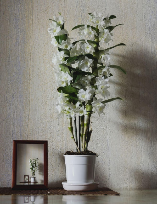 Dendrobium