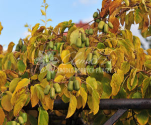 aktinidia
