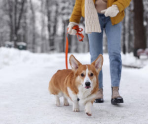 Chcesz poprawić trawienie i spalić kalorie? Sprawdź, co daje krótki spacer po jedzeniu