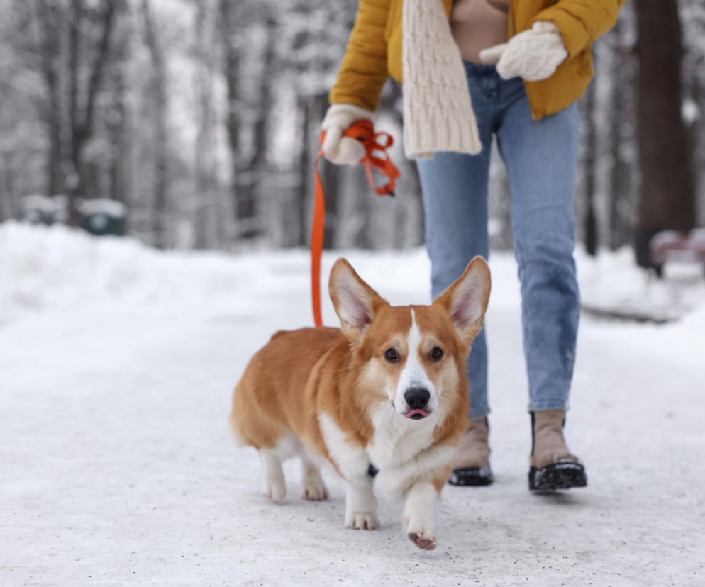 Chcesz poprawić trawienie i spalić kalorie? Sprawdź, co daje krótki spacer po jedzeniu