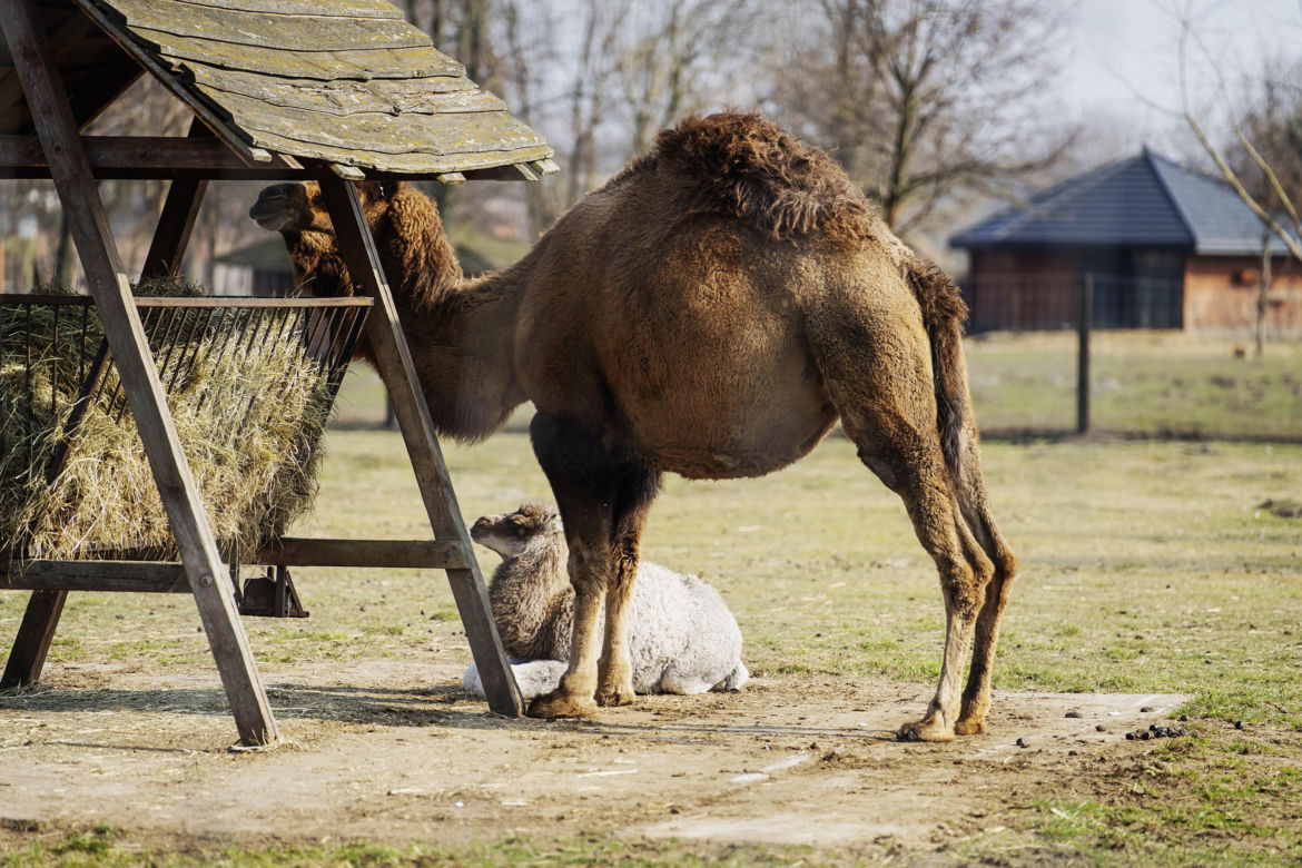 W Zoo Borysew urodziła się mała wielbłądzica