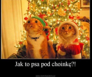 Memy na Boże Narodzenie