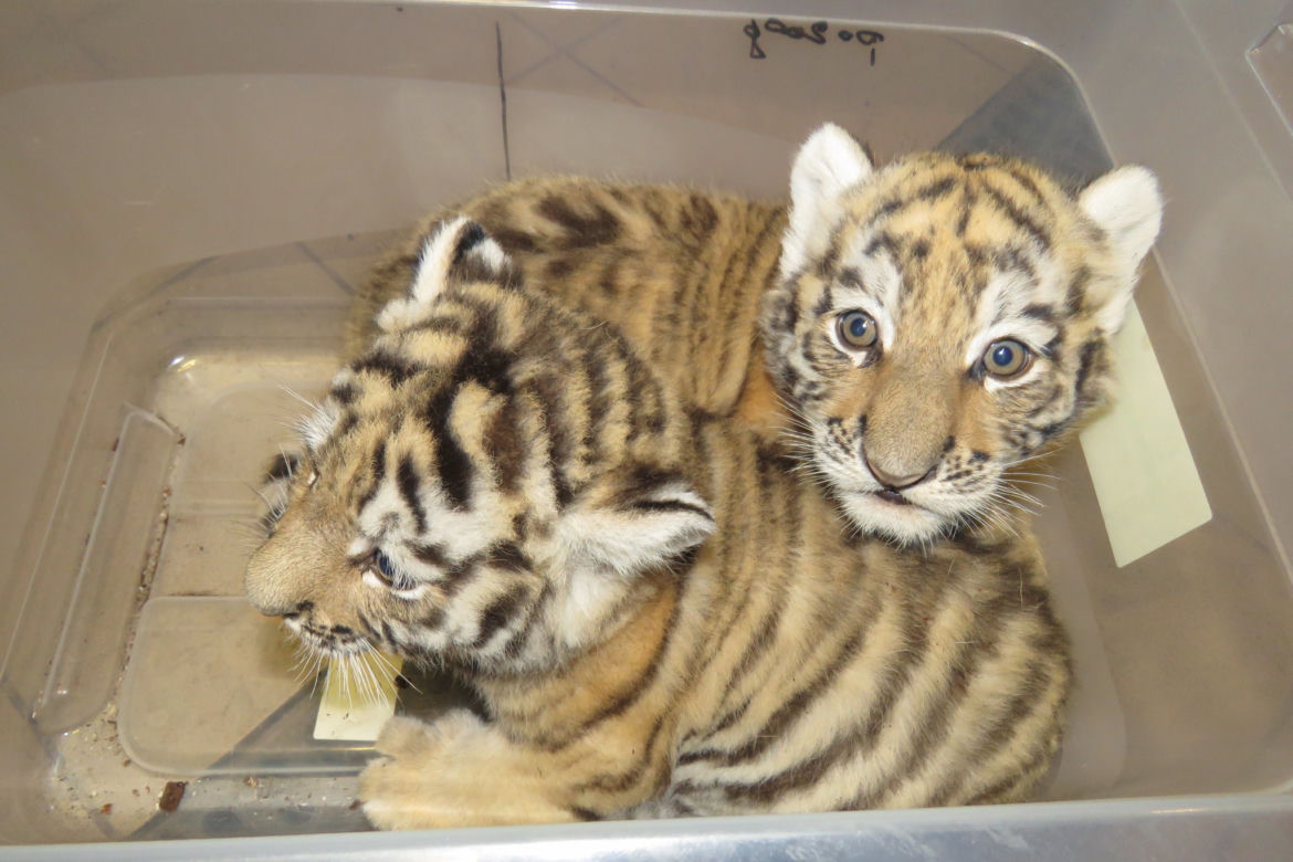 Wielka radość w zamojskim zoo! Na świat przyszły dwa tygryski!