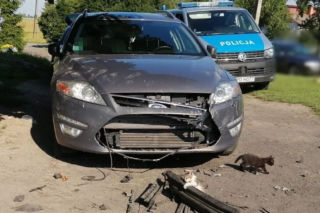 Dołhobyczów: Chciały dostać się do kotków. PSY prawie ZJADŁY... samochód