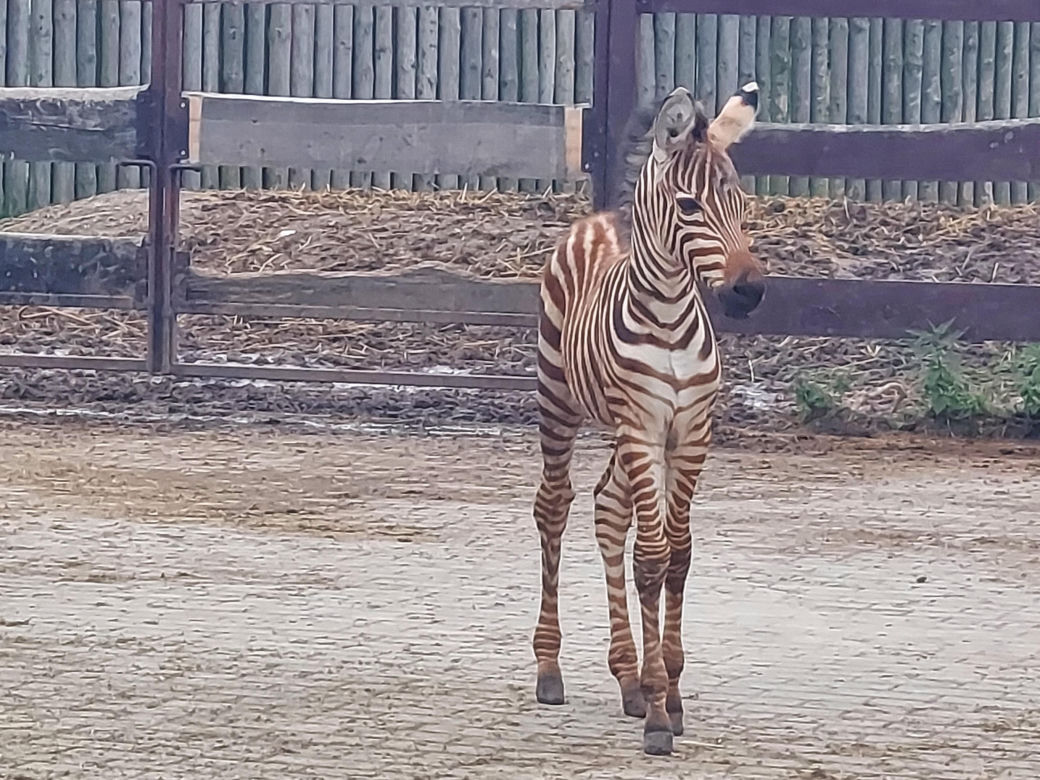 Mała zebra w zamojskim ZOO
