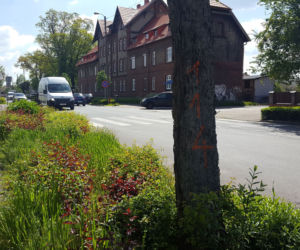 Do wycięcia? Drzewa na Święciechowskiej w Lesznie ponumerowane