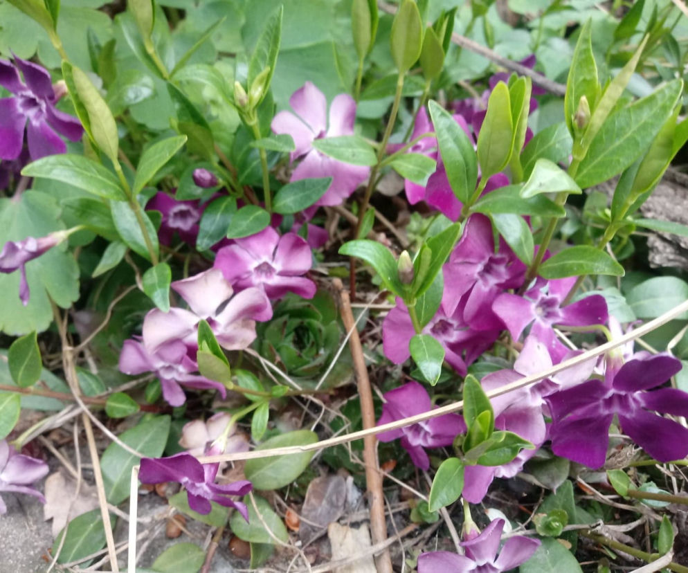 Ogród Botaniczny UKW