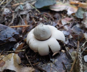 Dziwny grzyb wyglądający jak UFO! Takie cudo można znaleźć w polskich lasach [ZDJĘCIA]
