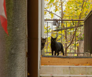 Koty Jarka nas terroryzują