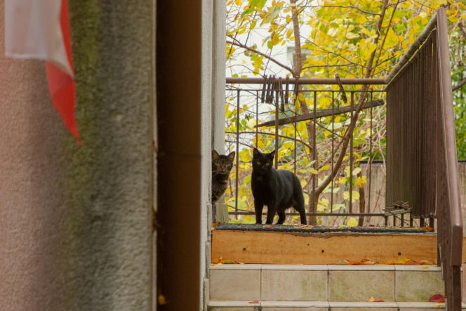 Koty Jarka nas terroryzują