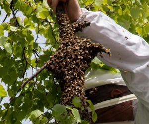 Atak pszczół na Bemowie! Rójka przy Urzędzie Dzielnicy.