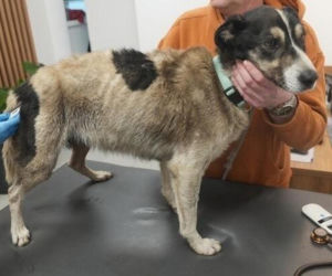 Akcja ratunkowa w likwidowanym schronisku Kocham Psisko w Mąkosach Nowych