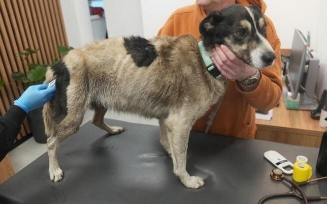 Akcja ratunkowa w likwidowanym schronisku Kocham Psisko w Mąkosach Nowych