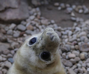 Oceanografia