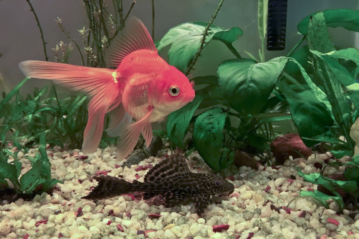 Anubias