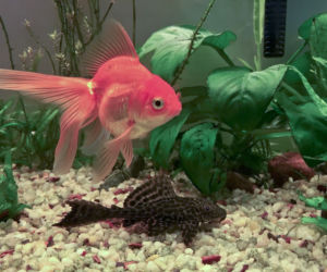 Anubias