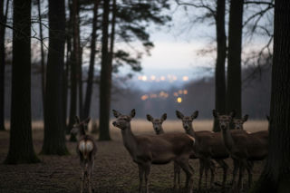 Apel Warszawskiego ZOO. Dlaczego Sylwester może być dramatem dla zwierząt?