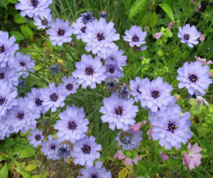 Kupidynek błękitny