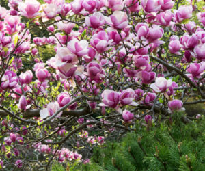 Magnolia
