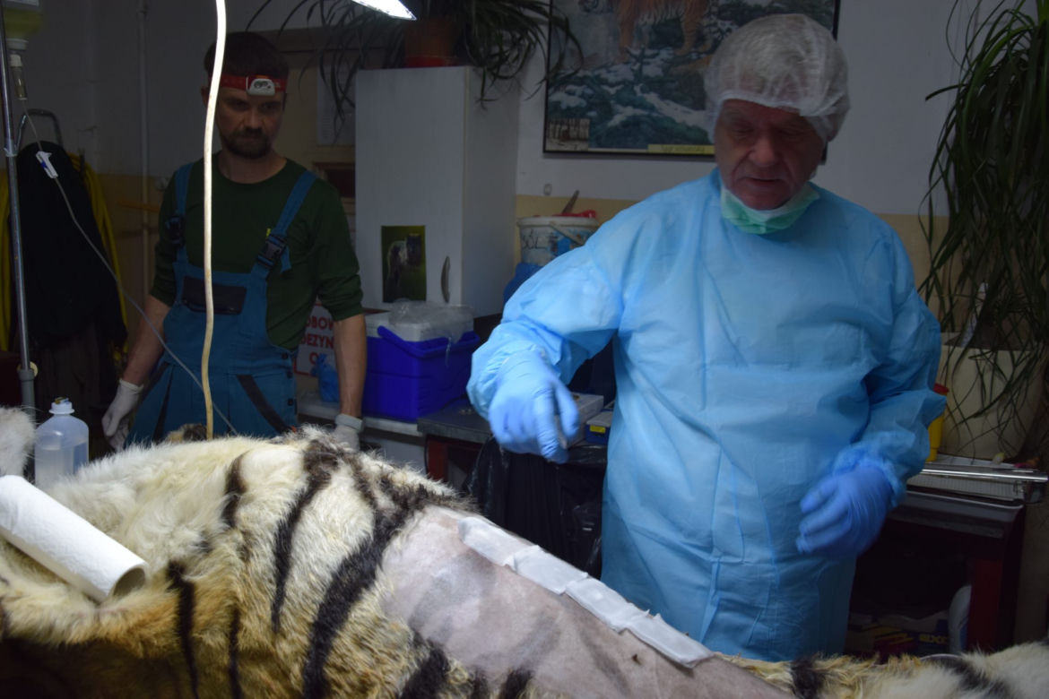 Operowany tygrys w poznańskim ZOO walczy o życie