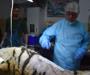 Operowany tygrys w poznańskim ZOO walczy o życie
