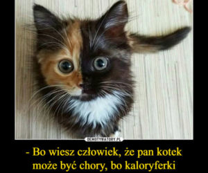 Dzień Kota 2021. Rasowe, dachowce, małe i duże. Dziś KOTY mają swoje święto [MEMY]