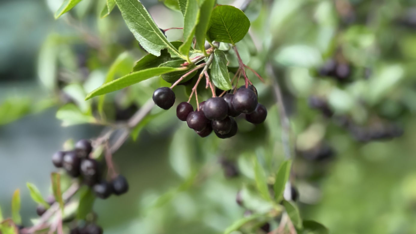 Aronia, krzew i owoce