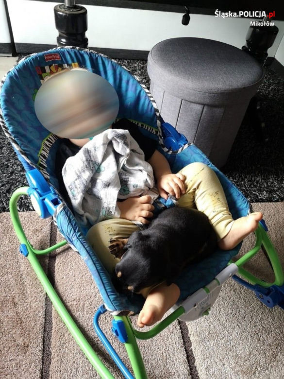 Policjanci z Łazisk Górnych uratowali szczeniaki