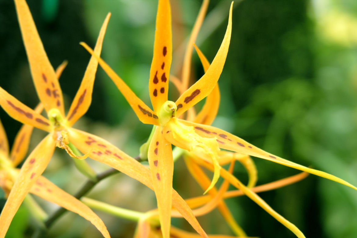  Brassia