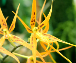 Brassia