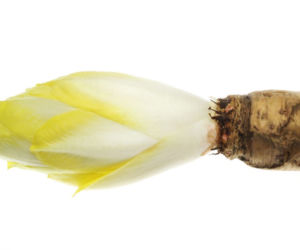 cykoria