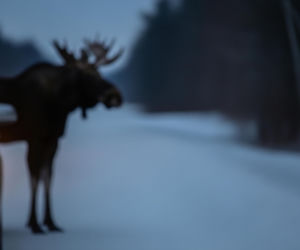 Łoś liże Twój samochód. Dlaczego to śmiertelne ryzyko dla ludzi?