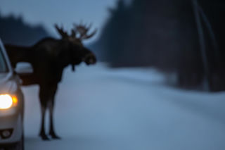 Łoś liże Twój samochód. Dlaczego to śmiertelne ryzyko dla ludzi?